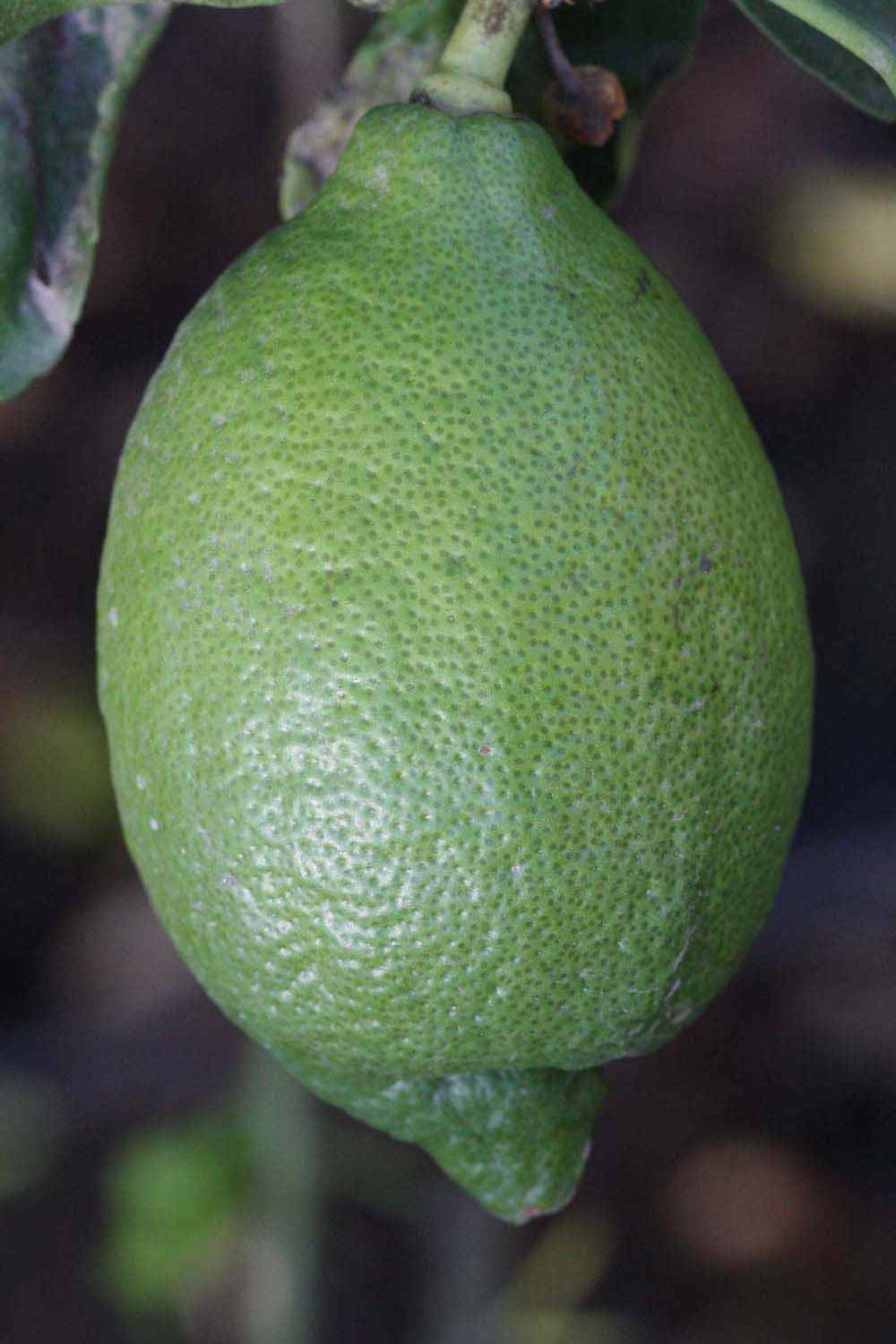            Immature fruit (Riverside, CA)   